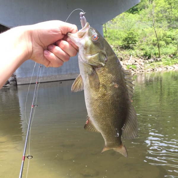 A photo of nick vojtek's catch