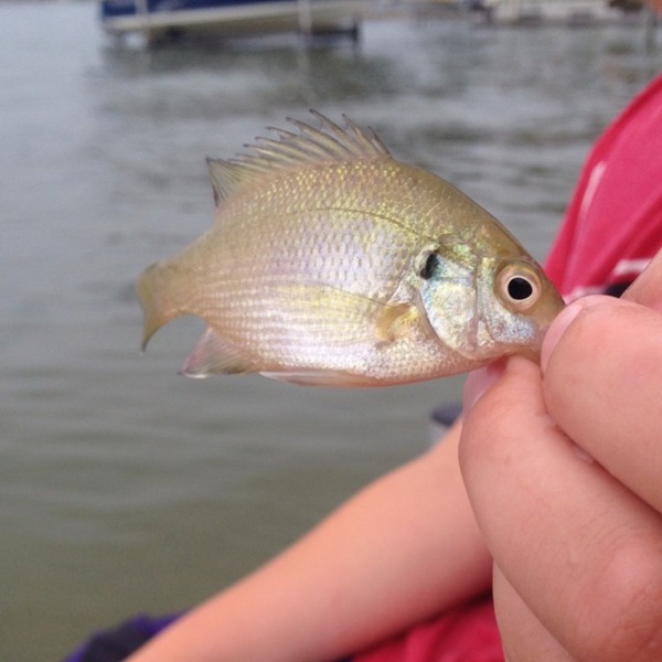 A photo of paulbuns429's catch