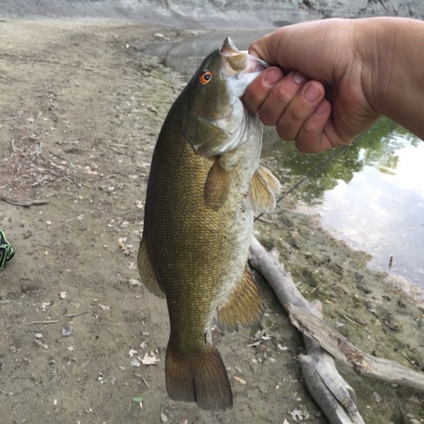 A photo of nick vojtek's catch