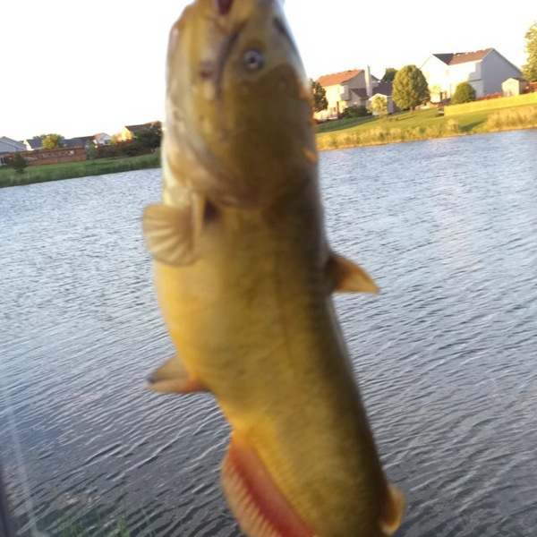 A photo of jclaffy_81's catch