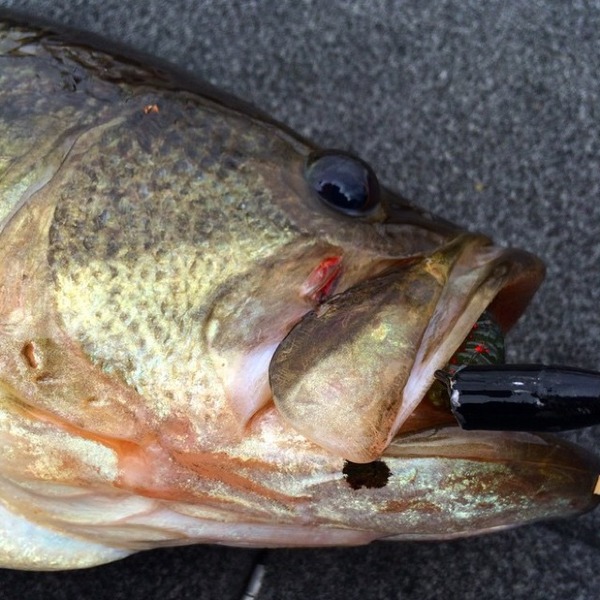 A photo of Danny Almeida's catch