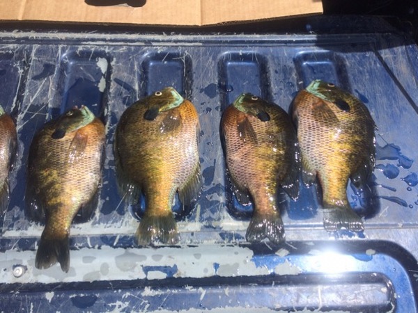 A photo of jstruve's catch
