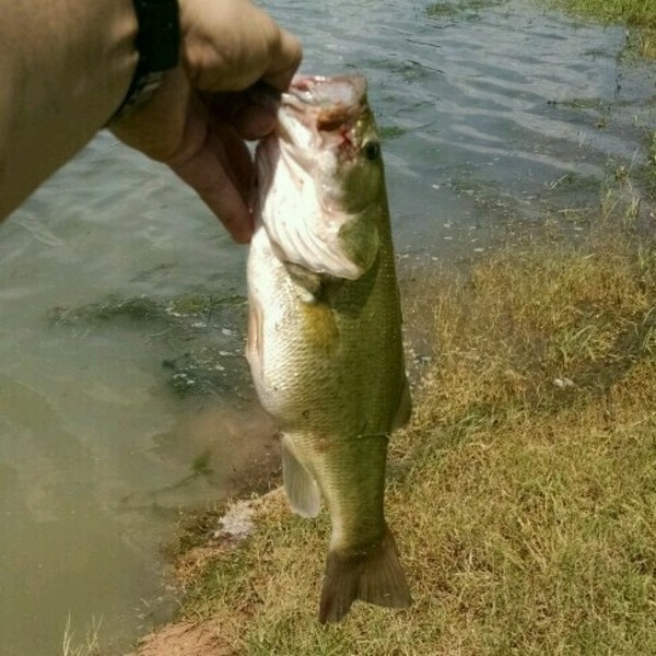 A photo of fcb's catch