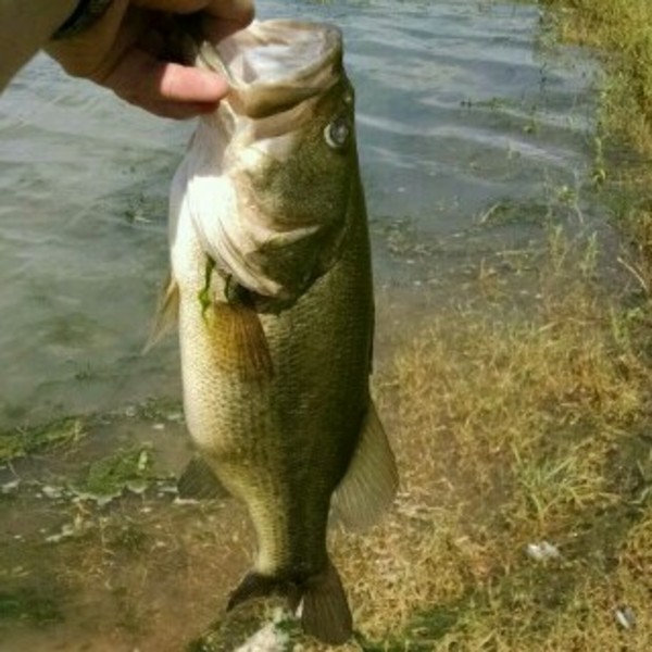 A photo of fcb's catch