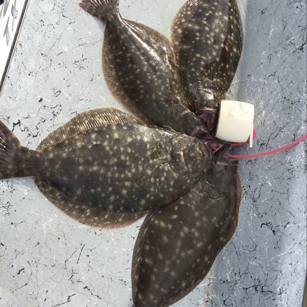 A photo of angelagiesecke's catch