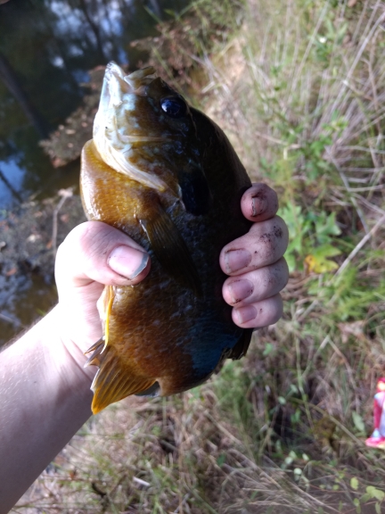 A photo of David Watts's catch