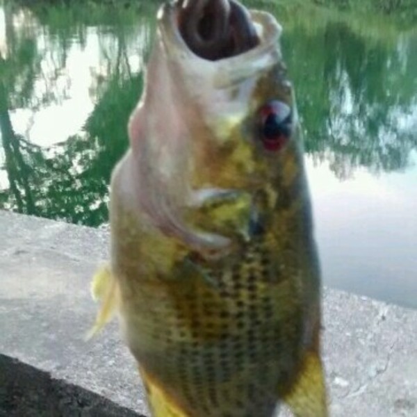 A photo of dar061983's catch