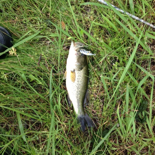 A photo of huntervalliant's catch