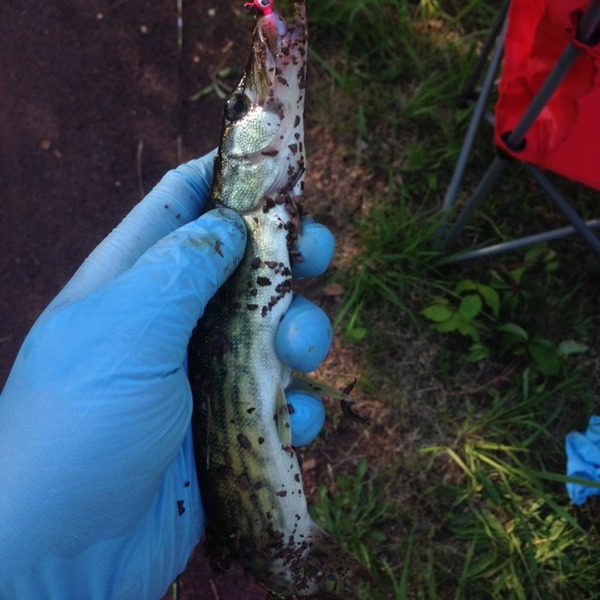 A photo of K_Z's catch