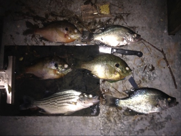 A photo of TennesseeTroutboy's catch