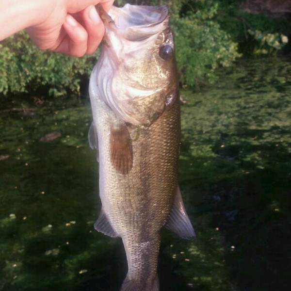A photo of jrice1023's catch