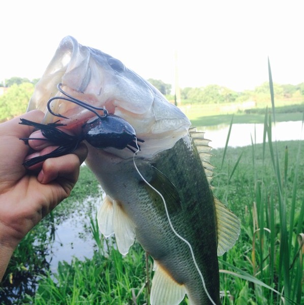 A photo of rjreyes29's catch