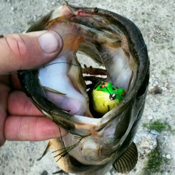 A photo of Jbird_401's catch