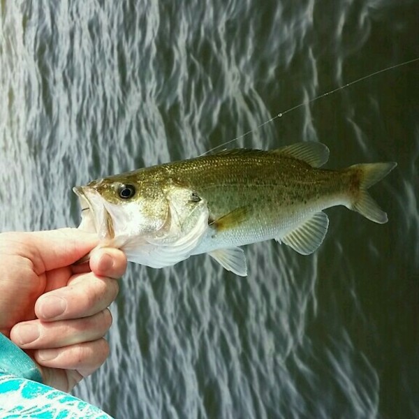 A photo of BassMaster5lbs's catch