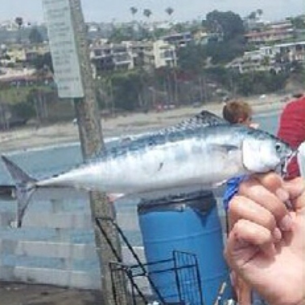 A photo of packfanactic52's catch