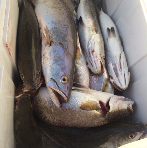 A photo of Austin Owens's catch