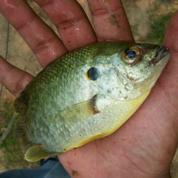 A photo of jeffreybravo_sj's catch