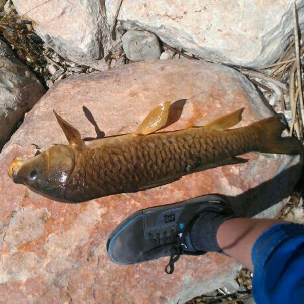 A photo of fishingkid02's catch