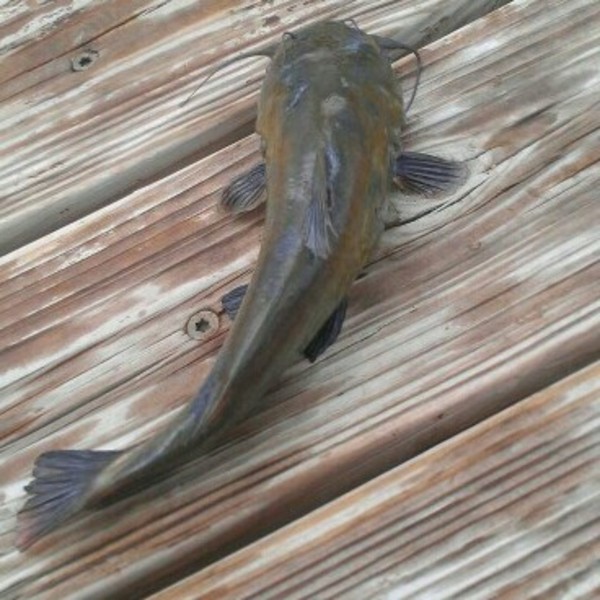 A photo of fishingkid02's catch