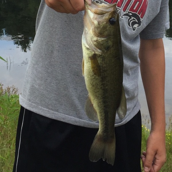 A photo of quinny2411's catch