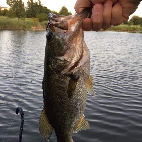 A photo of village's catch