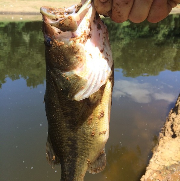 A photo of Texasmade99's catch