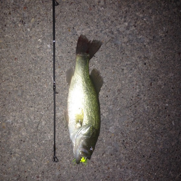 A photo of b5ross's catch