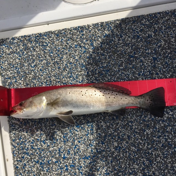 A photo of Mark Pandanell's catch