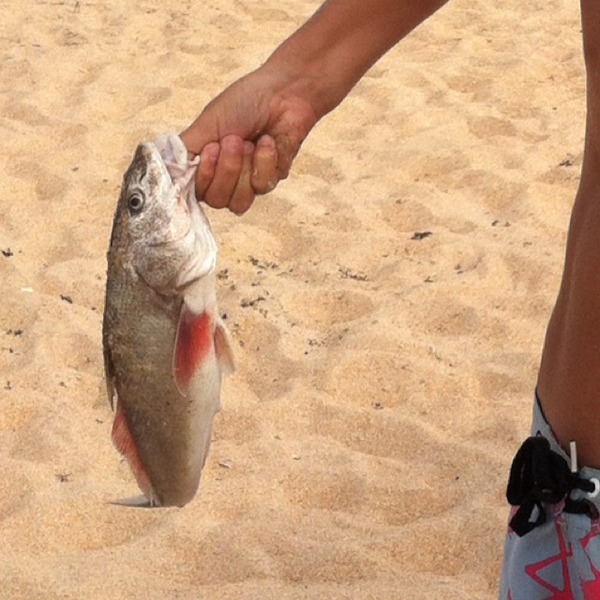 A photo of MJG12's catch