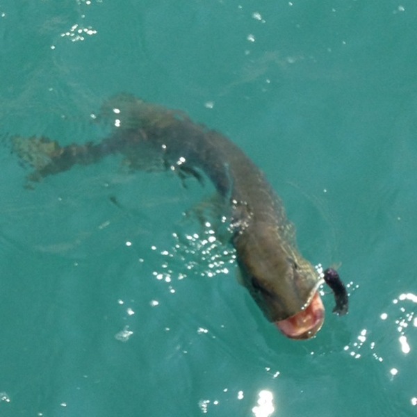 A photo of ChrisA's catch