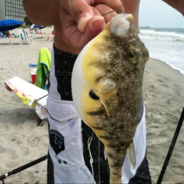 A photo of Wallard's catch