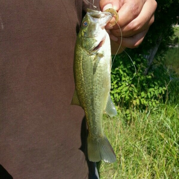 A photo of IAmMoises's catch