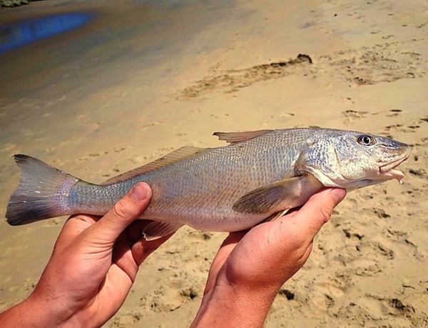 A photo of Sean Wilms's catch