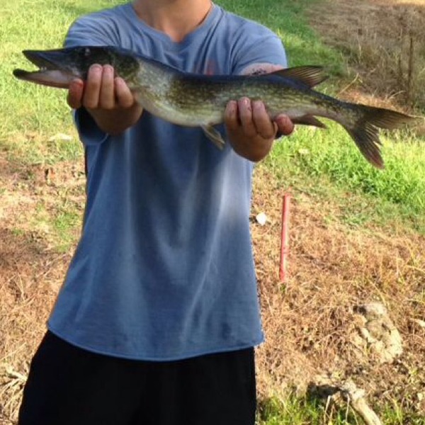 A photo of Wallard's catch