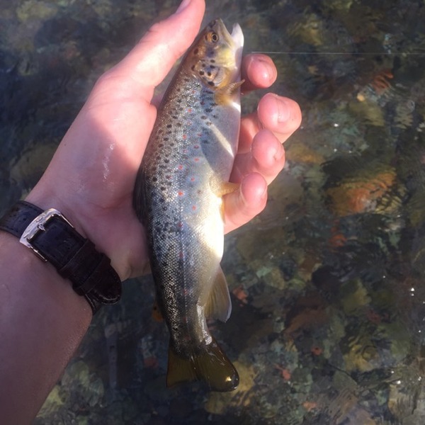 A photo of jackfain7's catch