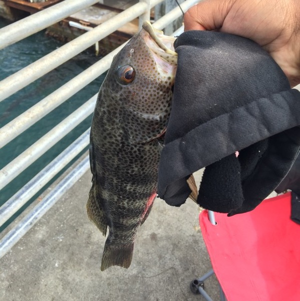 A photo of TazmanianChris's catch