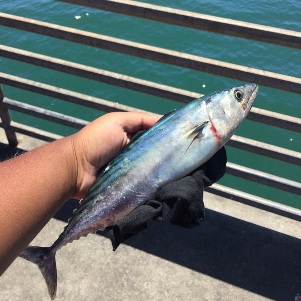 A photo of TazmanianChris's catch