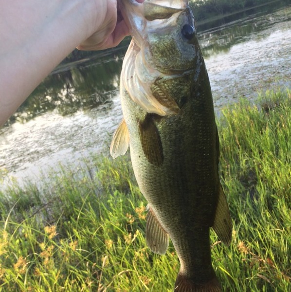 A photo of jrgiffin2's catch