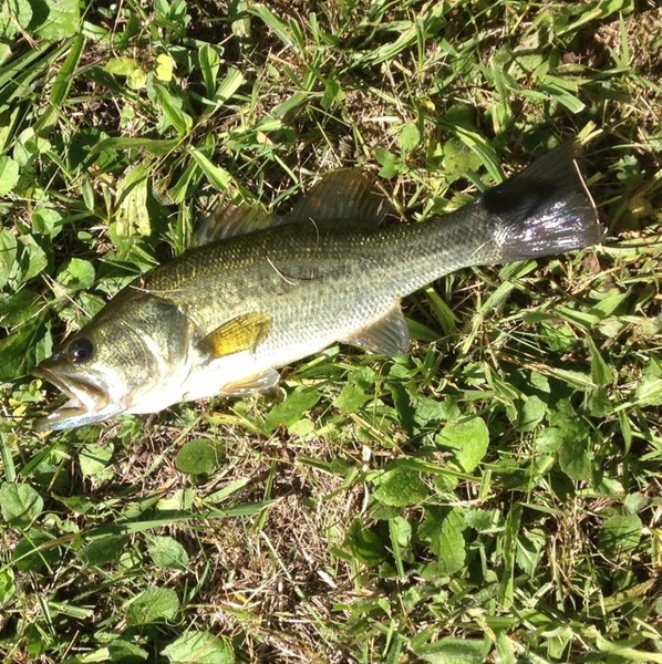 A photo of Jcarty68's catch
