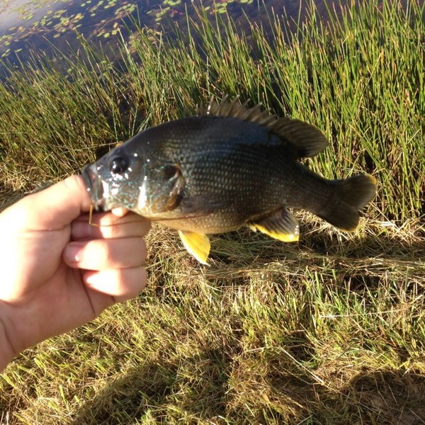 A photo of Jcarty68's catch