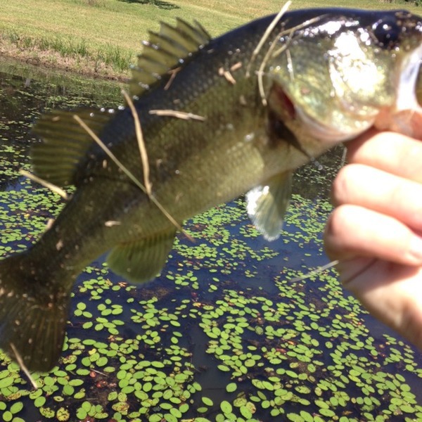 A photo of Jcarty68's catch