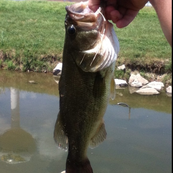 A photo of Gabriel's catch