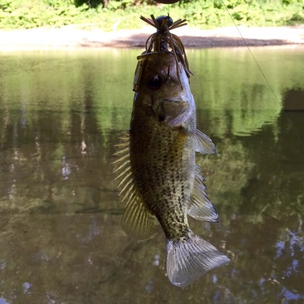 A photo of nick vojtek's catch