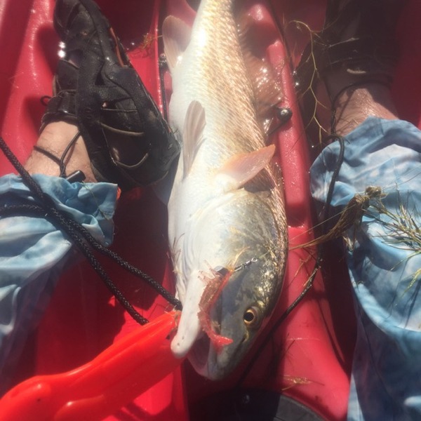 A photo of Fishin_Texas_Aggie_05's catch