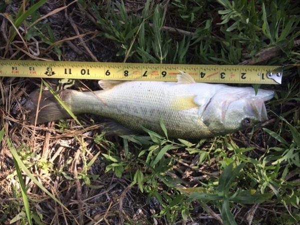 A photo of MLeadley's catch
