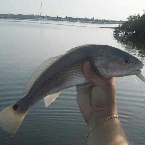 A photo of alex1234's catch