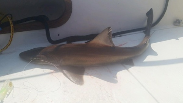 A photo of whiskeyjigger's catch