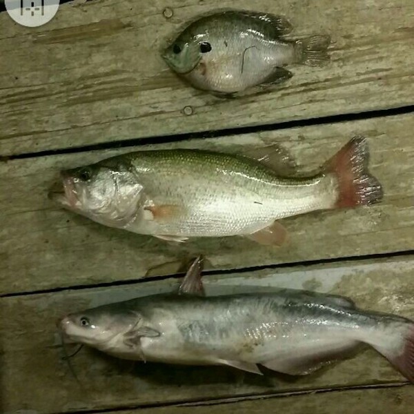 A photo of da_hecda's catch