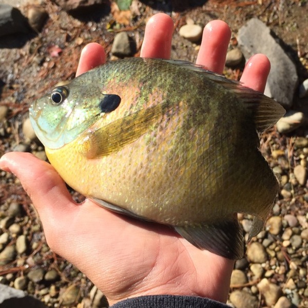 A photo of Maxij3's catch