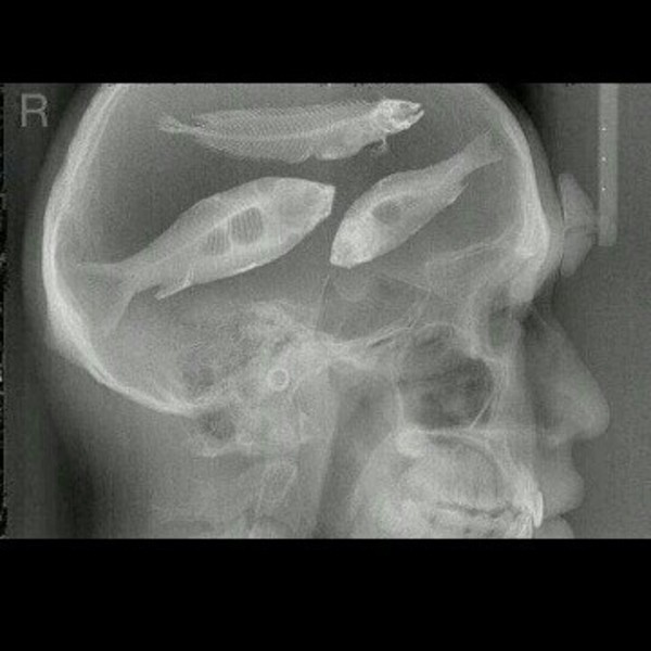A photo of fishingmaxster's catch